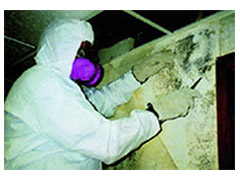 Mold Remediation Technician